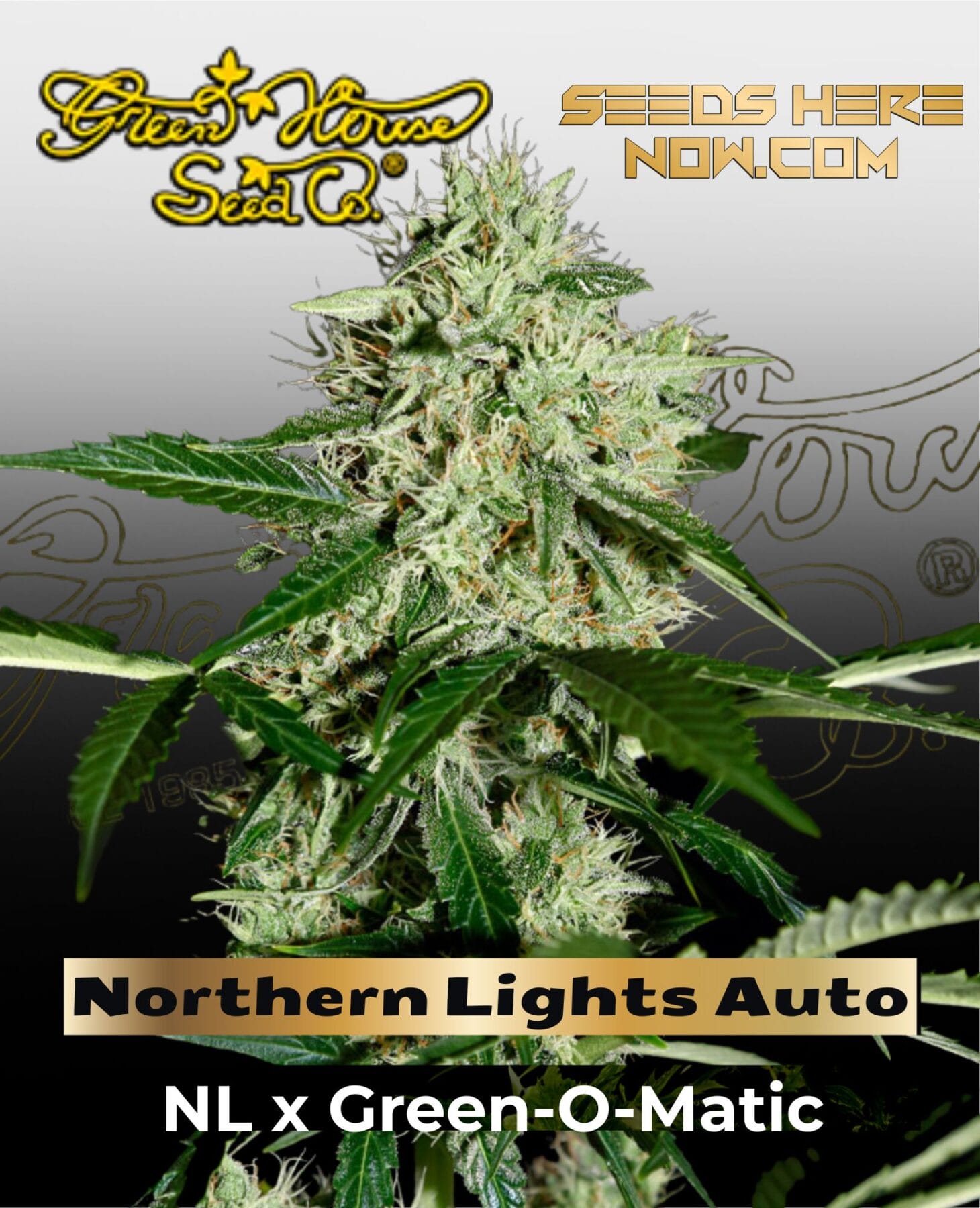 Northern Lights Auto (Feminized) - Greenhouse Seed Co.