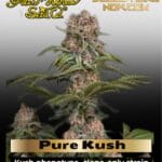 Pure Kush (Feminized) - Greenhouse Seed Co.