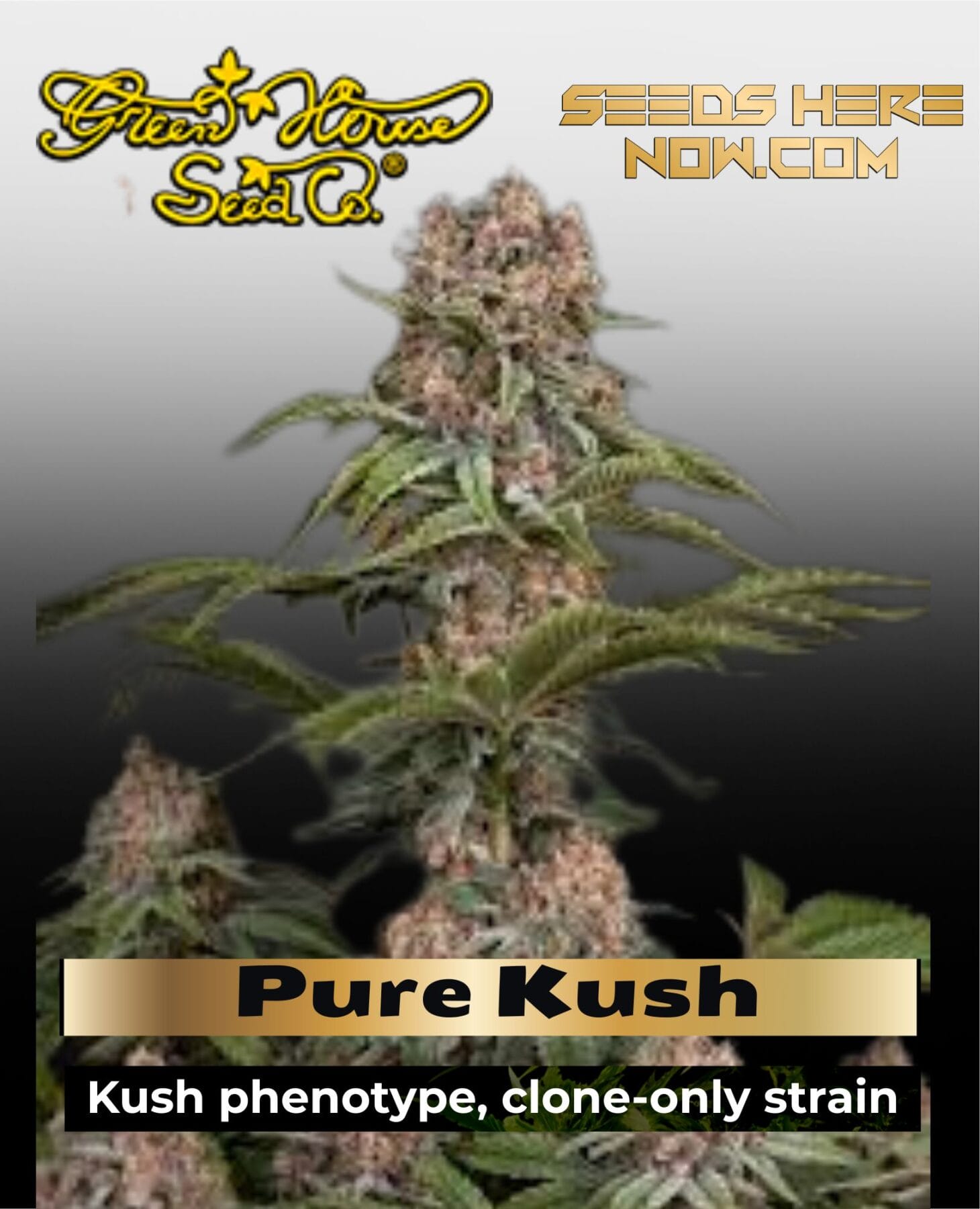 Pure Kush (Feminized) - Greenhouse Seed Co.