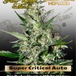 Super Critical AUTO (Feminized) - Greenhouse Seed Co.