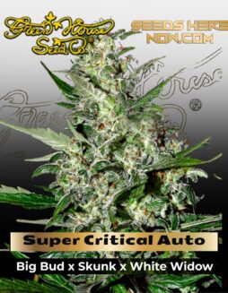 Super Critical AUTO (Feminized) (space) Greenhouse Seed Co.