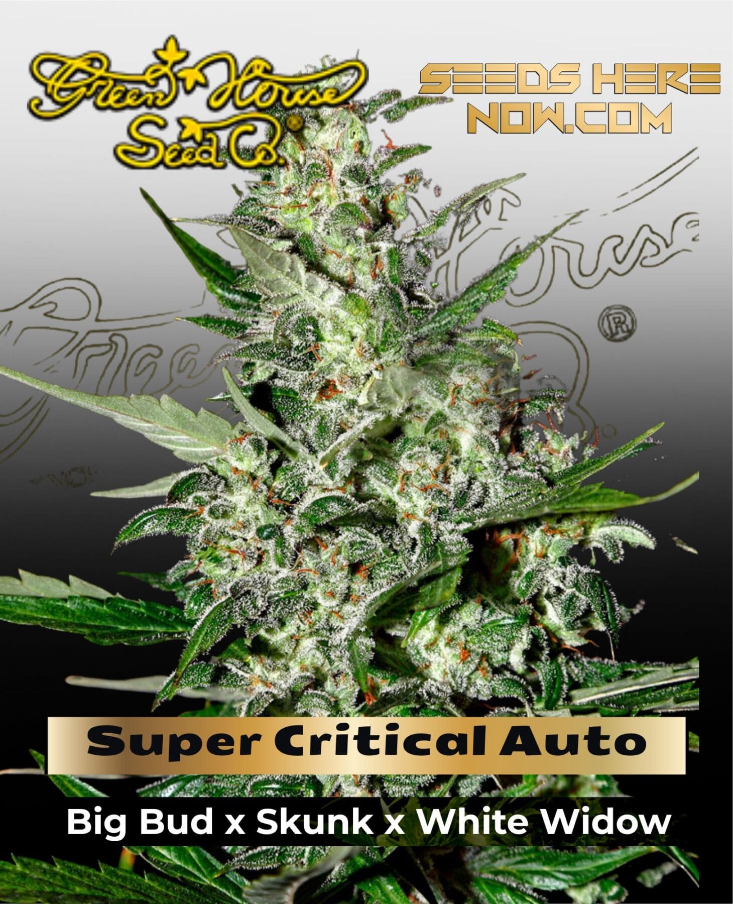 Super Critical AUTO (Feminized) - Greenhouse Seed Co.