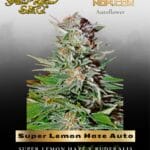 Super Lemon Haze Auto (Feminized) - Greenhouse Seed Co.