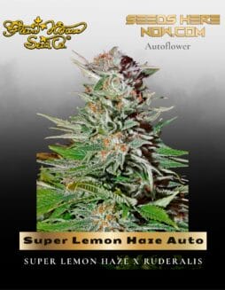 Super Lemon Haze Auto (Feminized) (space) Greenhouse Seed Co.