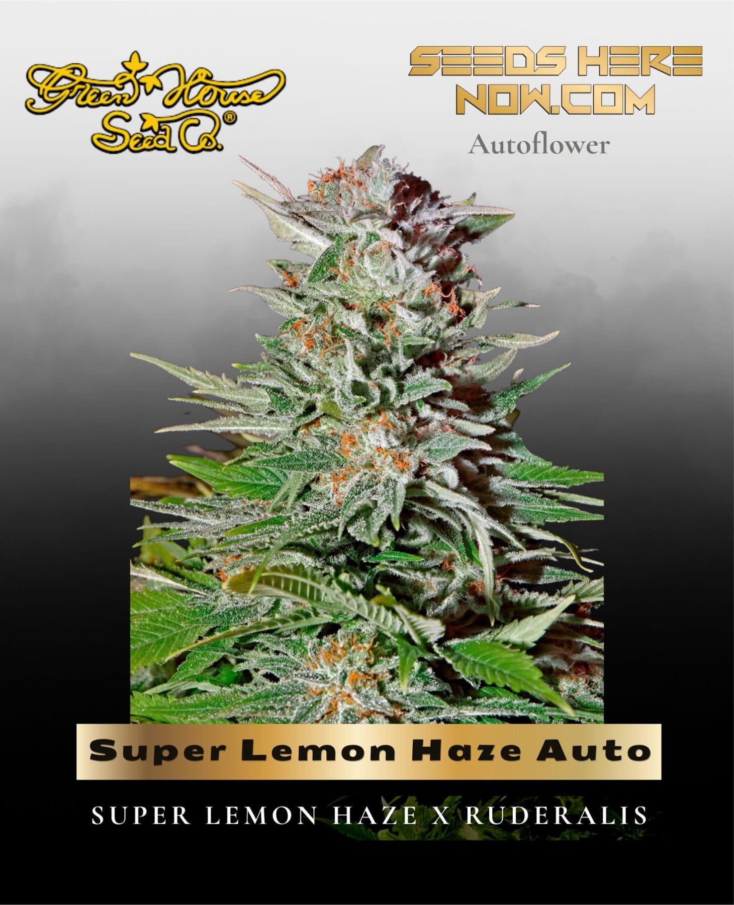 Super Lemon Haze Auto (Feminized) - Greenhouse Seed Co.