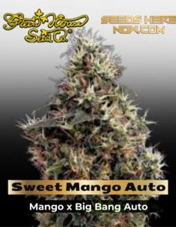 Sweet Mango AUTO (Feminized) (space) Greenhouse Seed Co.