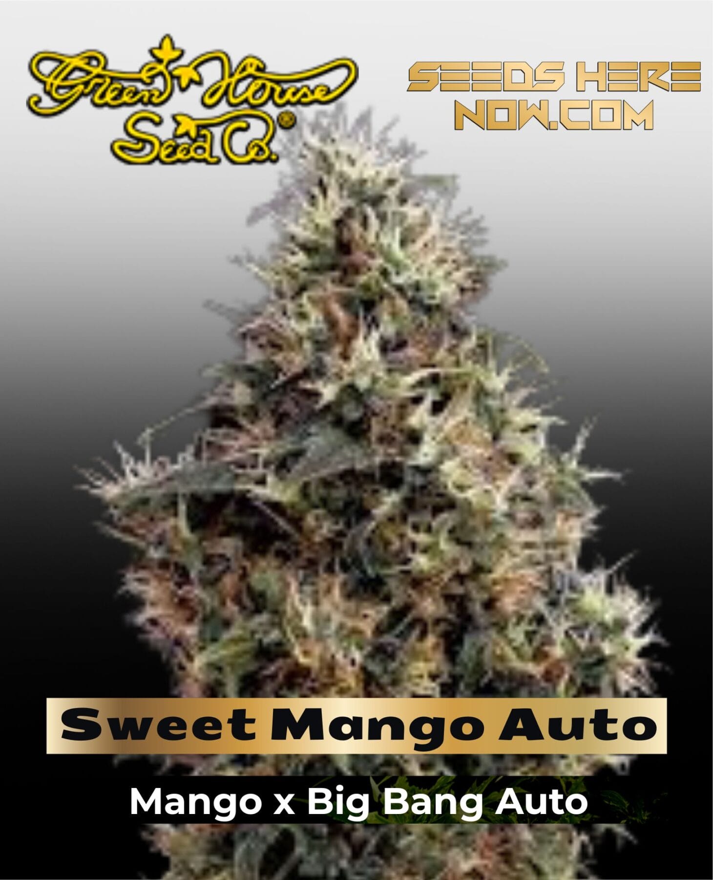 Sweet Mango AUTO (Feminized) - Greenhouse Seed Co.