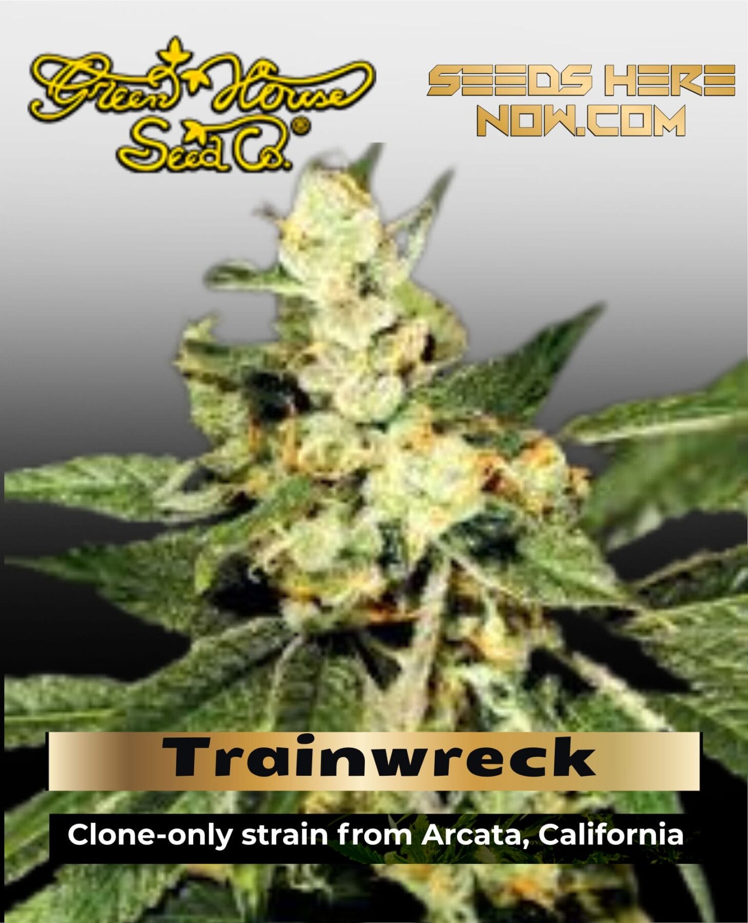 Trainwreck (Feminized) - Greenhouse Seed Co.