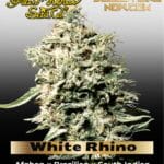 White Rhino (Feminized) - Greenhouse Seed Co.