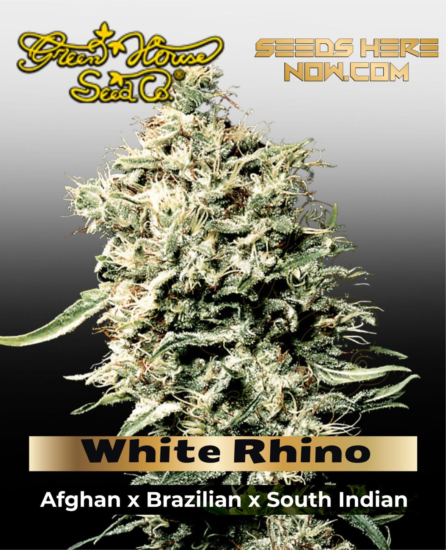 White Rhino (Feminized) - Greenhouse Seed Co.