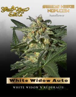 White Widow Auto (Feminized) (space) Greenhouse Seed Co.