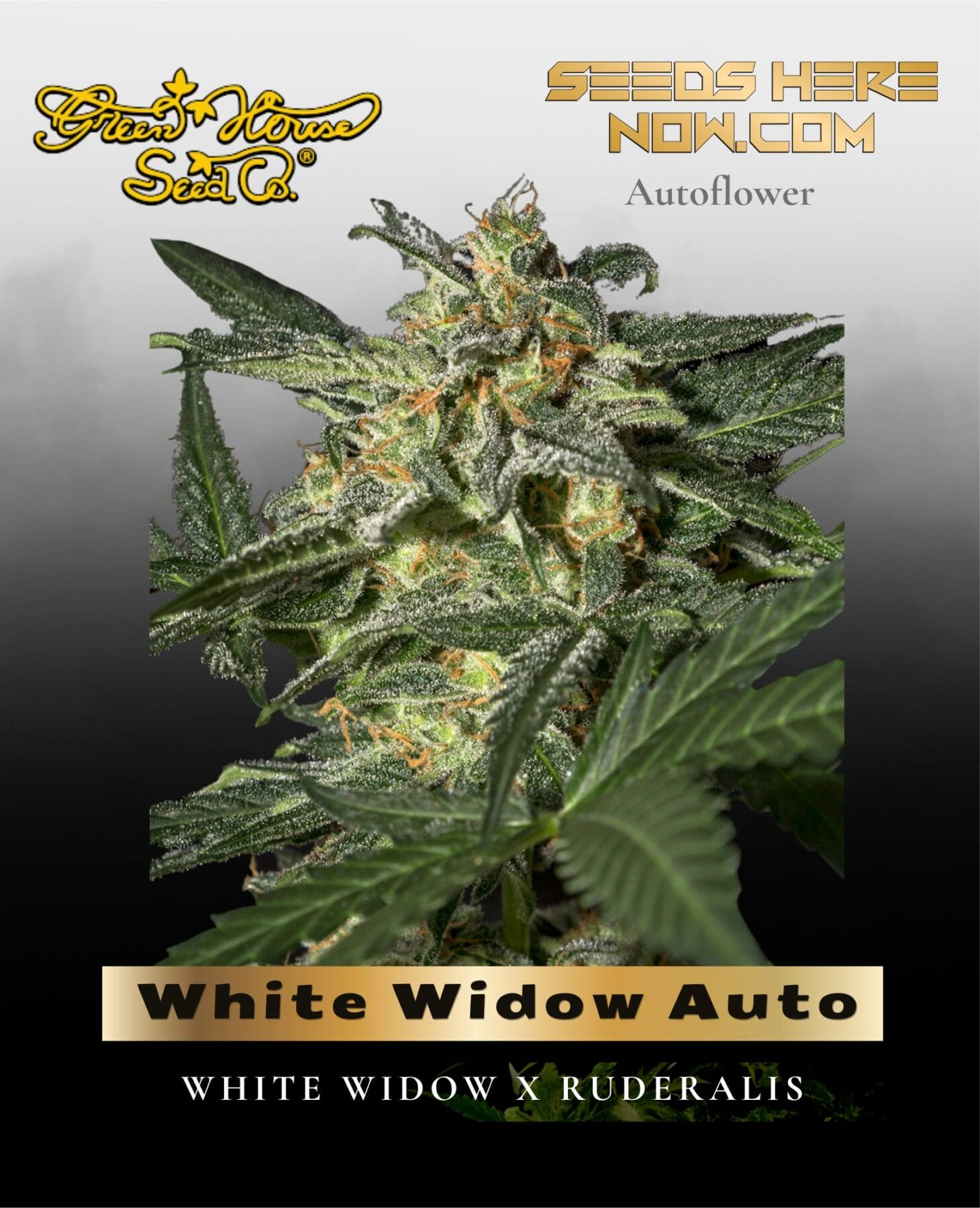 White Widow Auto (Feminized) - Greenhouse Seed Co.