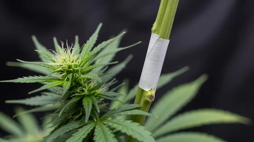 How To Graft Cannabis Plants: A Complete Guide – Grafting cannabis plants