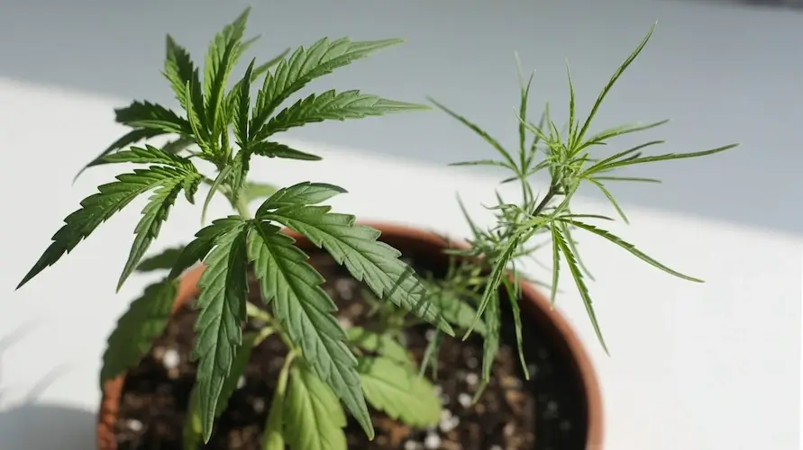 How To Graft Cannabis Plants: A Complete Guide