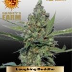 Laughing Buddha (Feminized) - Barney's Farm