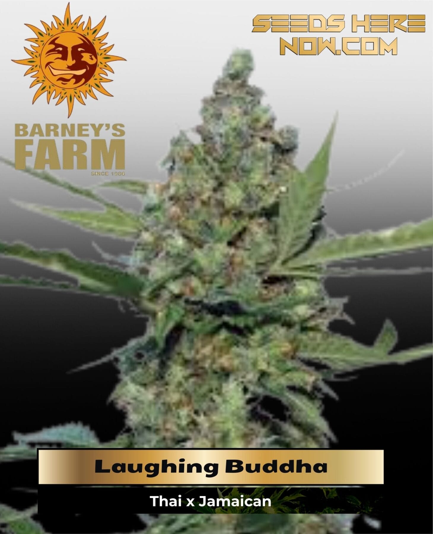 Laughing Buddha (Feminized) - Barney's Farm
