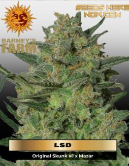 LSD (Feminized) (space) Barney's Farm