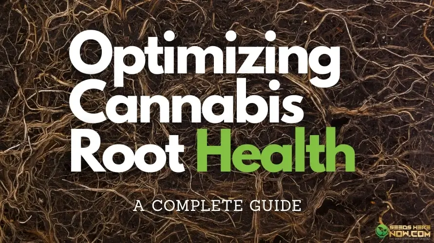 Optimizing Cannabis Root Health: Essential Tips