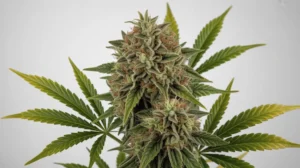 Sour Papaya strain review