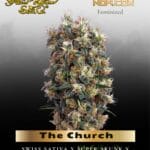 The Church (Feminized) - Greenhouse Seed Co.