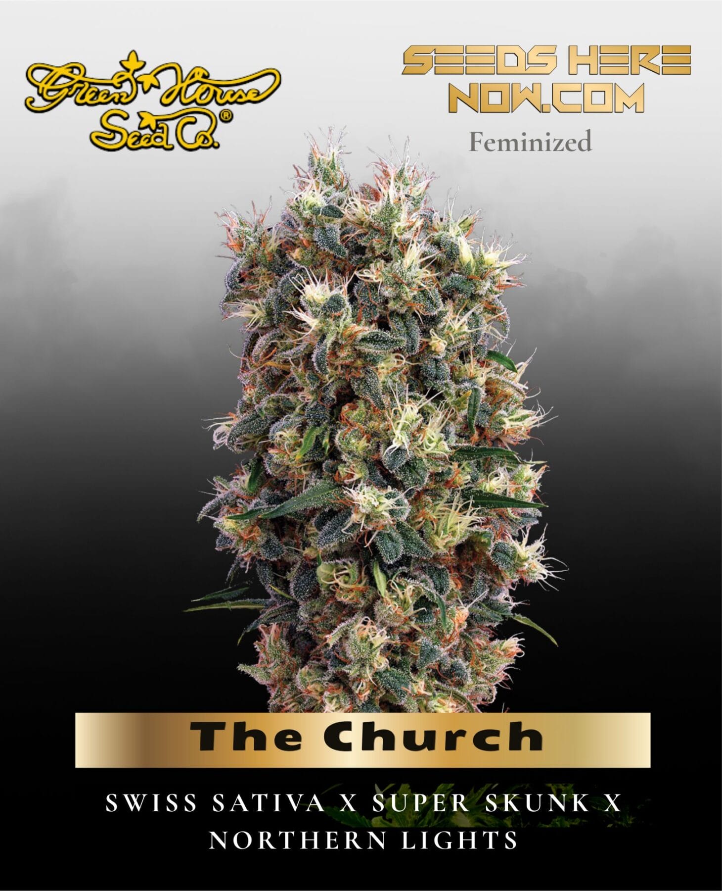 The Church (Feminized) - Greenhouse Seed Co.