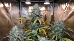 Titan Express strain review