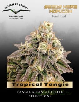 Tropical Tangie (Feminized) (space) Dutch Passion