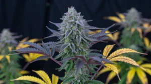 Watermelon Gushers strain review