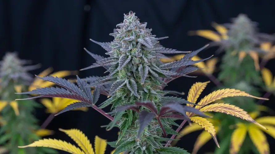 Watermelon Gushers Strain Review and Information