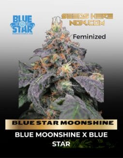 BLUE STAR MOONSHINE (Feminized) (space) BLUE STAR SEED CO