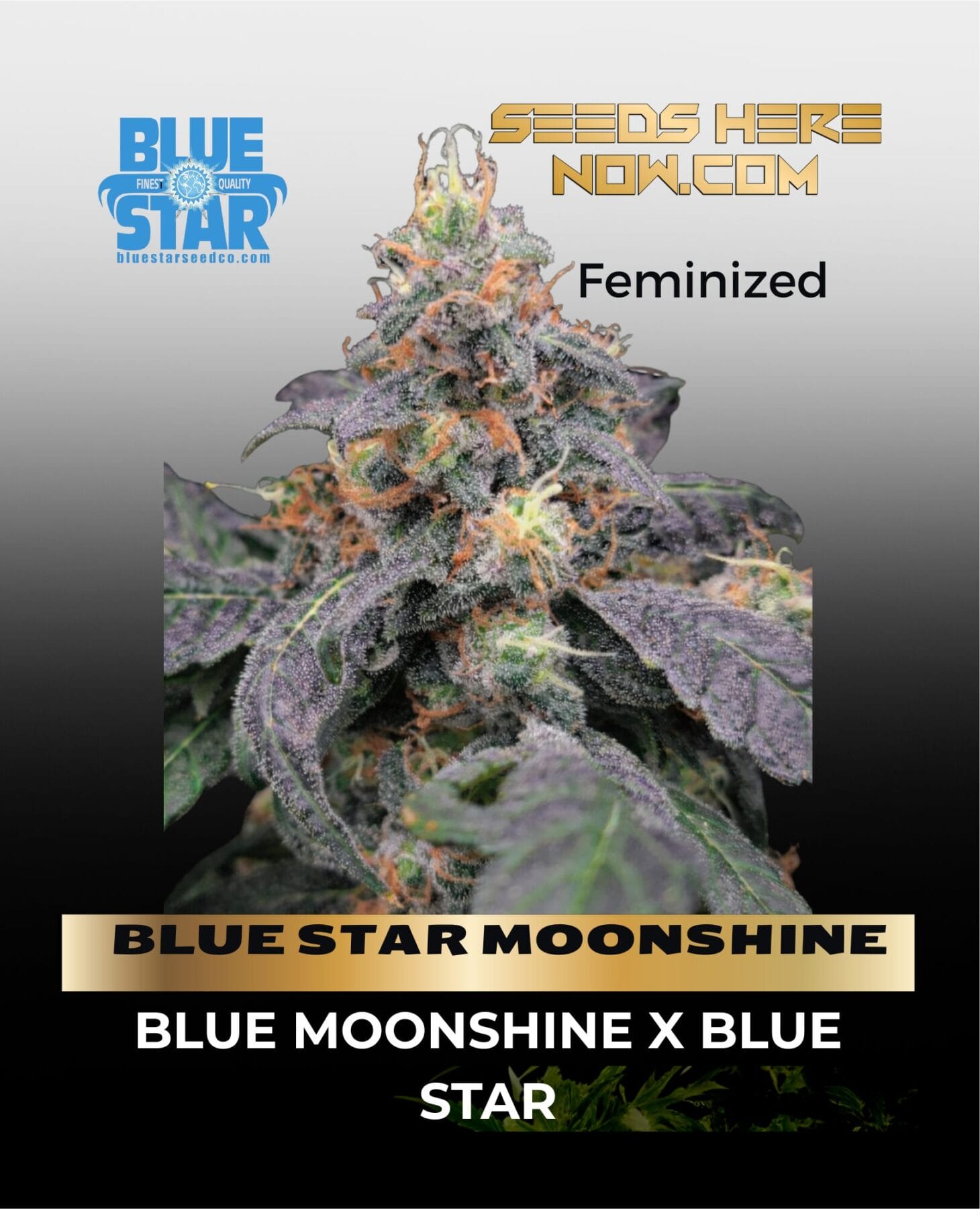 Bluestar moonshine