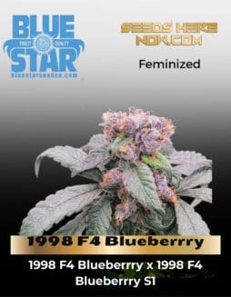 1998 F4 Blueberrry (Feminized) (space) BLUE STAR SEED CO