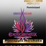 Pineapple Horchata (Feminized) - Exotic Genetix