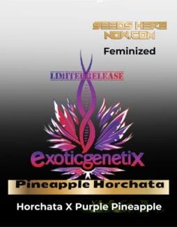 Pineapple Horchata (Feminized) (space) Exotic Genetix