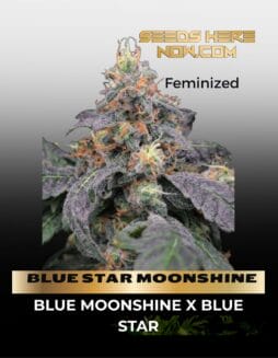 BLUE STAR MOONSHINE (Feminized) (space) BLUE STAR SEED CO