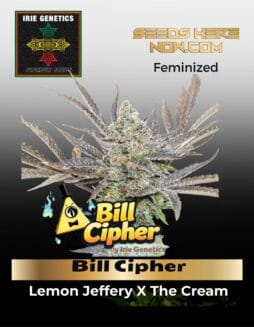 Bill Cipher (feminized) (space) Irie Genetics