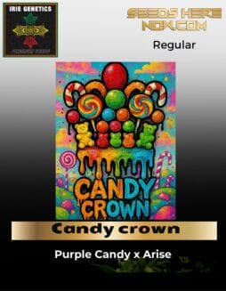 Candy crown (Regular) (space) Irie Genetics