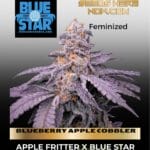 BLUEBERRY APPLE COBBLER (Feminized) - BLUE STAR SEED CO