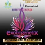 Pineapple Horchata (Feminized) - Exotic Genetix