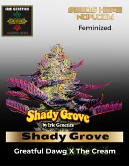 Shady Grove (feminized) (space) Irie Genetics