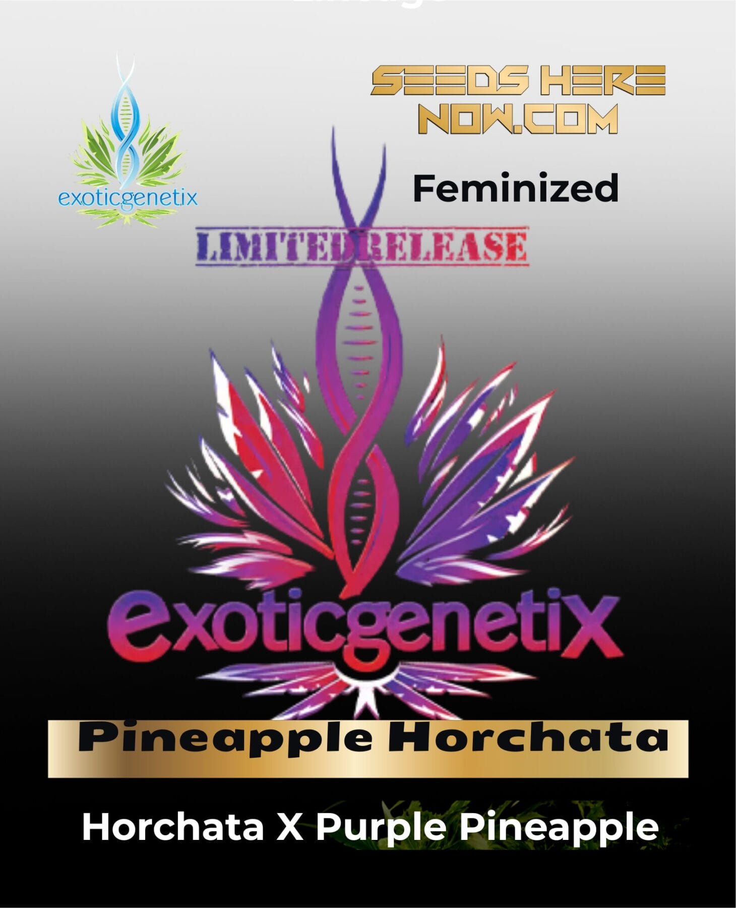 Shady Grove feminized cannabis seeds by Irie Genetics - Seeds Here Now