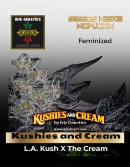 Kushies and Cream (feminized) (space) Irie Genetics