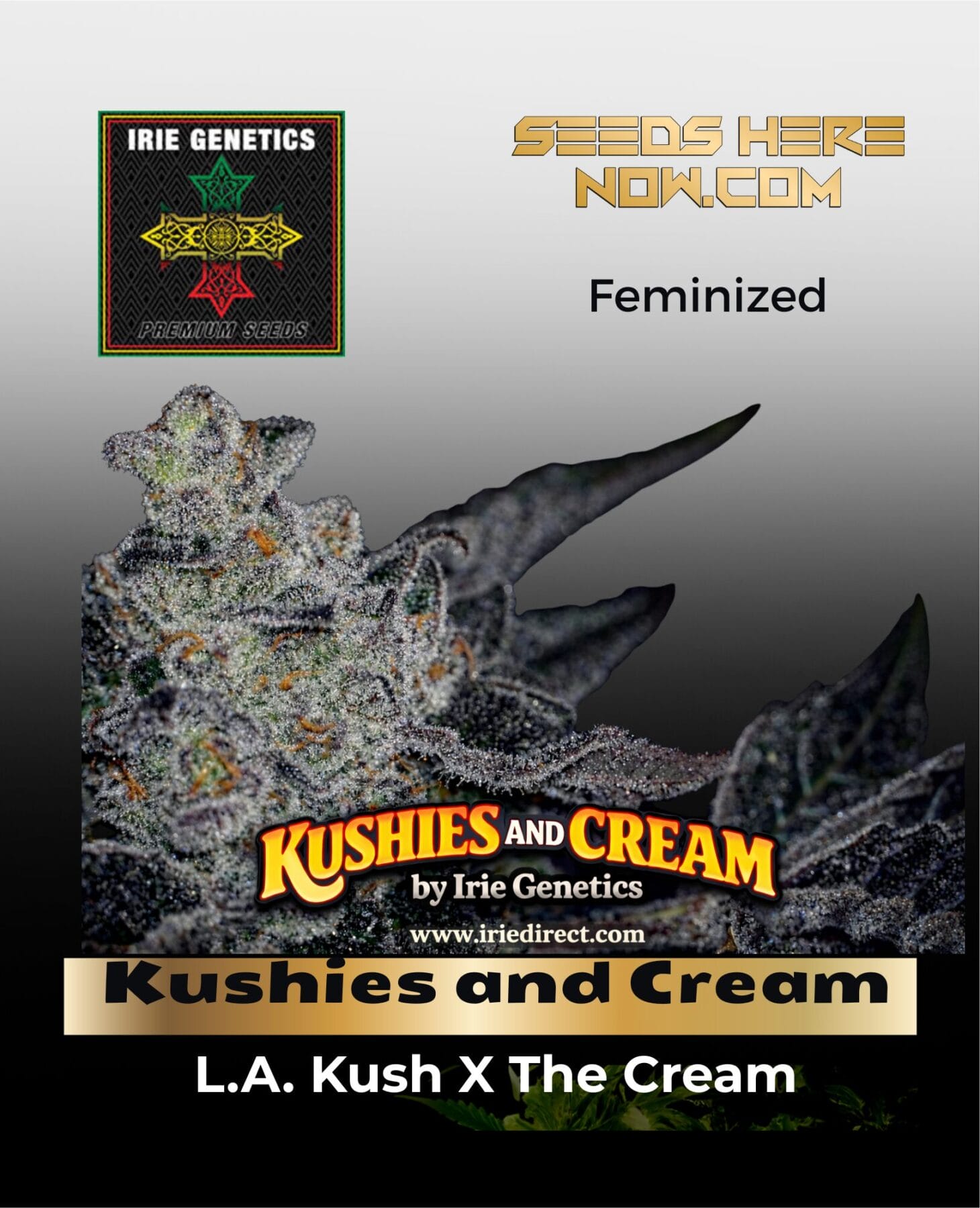 Kushies and Cream feminized cannabis seeds by Irie Genetics - Seeds Here Now