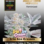 Irie Ice Cream (feminized) - Irie Genetics