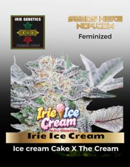 Irie Ice Cream (feminized) (space) Irie Genetics