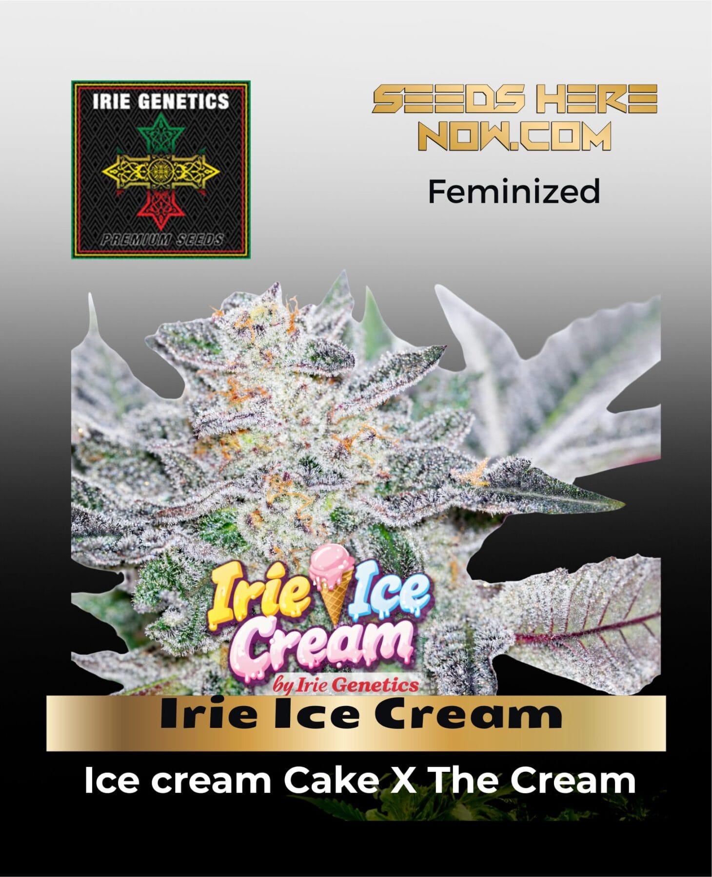 Irie Ice Cream feminized cannabis seeds by Irie Genetics - Seeds Here Now