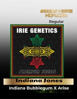 Indiana Jones (Regular) (space) Irie Genetics