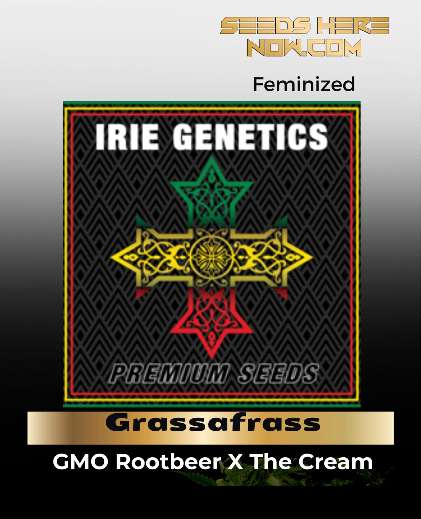 Grassafrass feminized cannabis seeds by Irie Genetics - Seeds Here Now