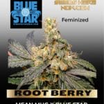 ROOT BERRY (Feminized) - BLUE STAR SEED CO