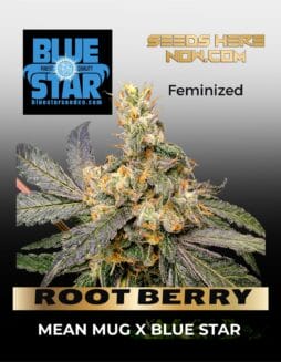 ROOT BERRY (Feminized) (space) BLUE STAR SEED CO